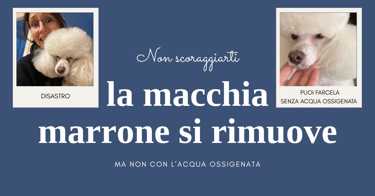 Perché l’acqua ossigenata non va mai usata sugli occhi del cane (e cosa usare al suo posto)