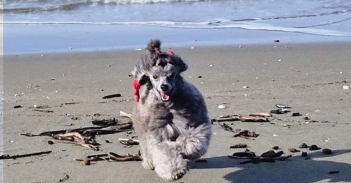 proteggere il pelo del cane dal sole