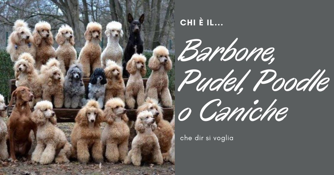 Razza barbone pudel poodle caniche