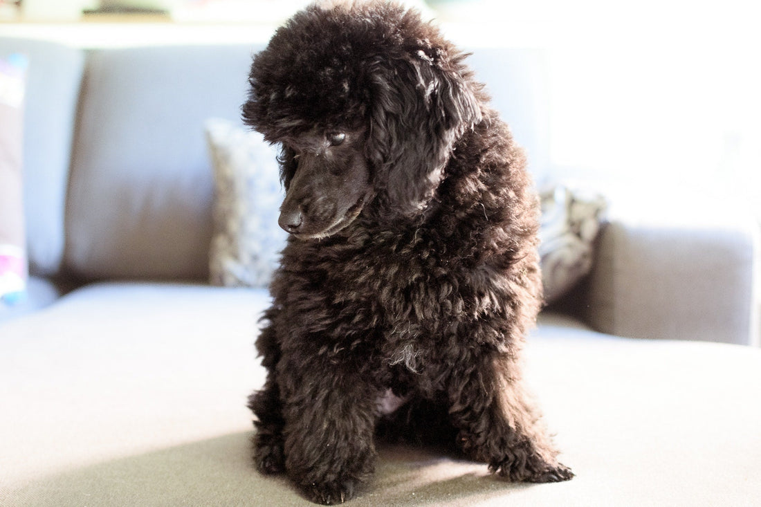 Come scegliere un cucciolo di Barbone: guida completa