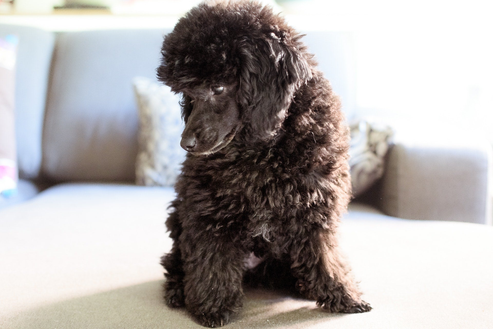 Come scegliere un cucciolo di Barbone: guida completa