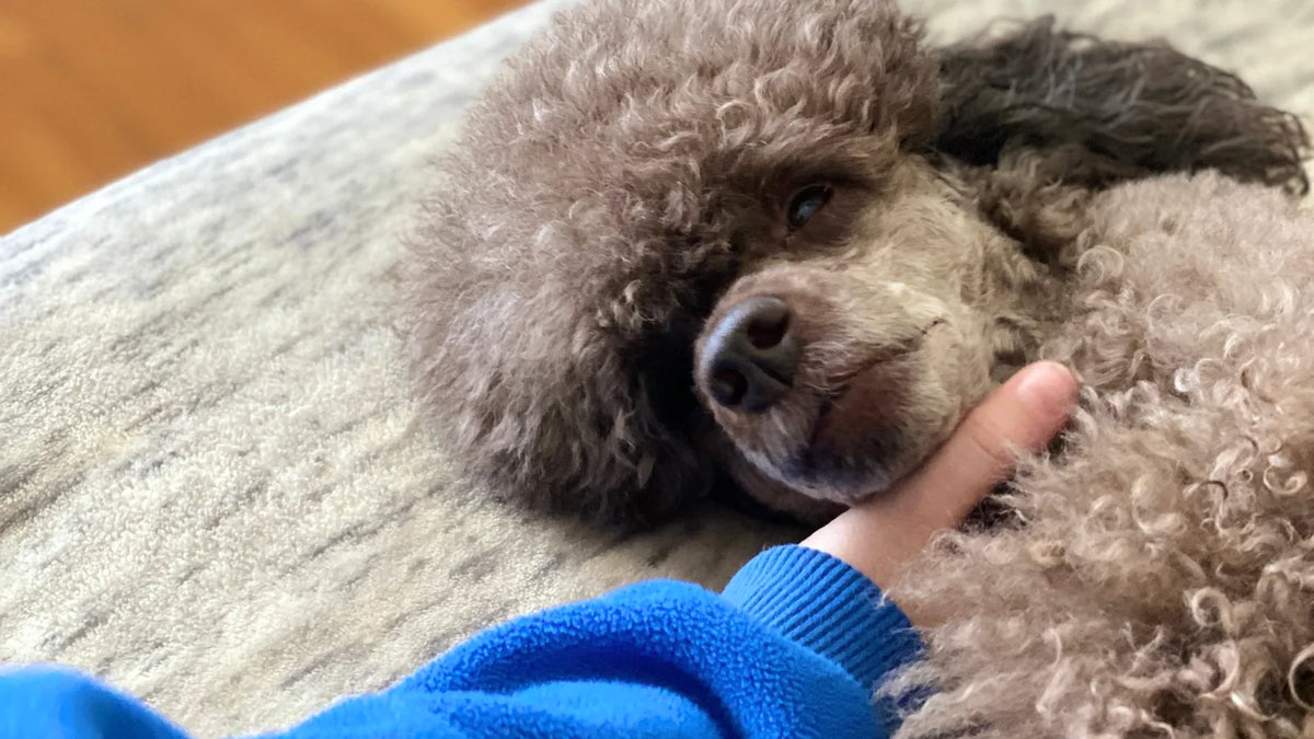 Mano di un bambino che accarezza delicatamente un barboncino marrone rilassato