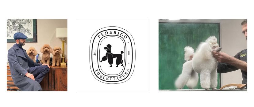 Federigo Toelettatura — Specializzato nel Barbone a Firenze