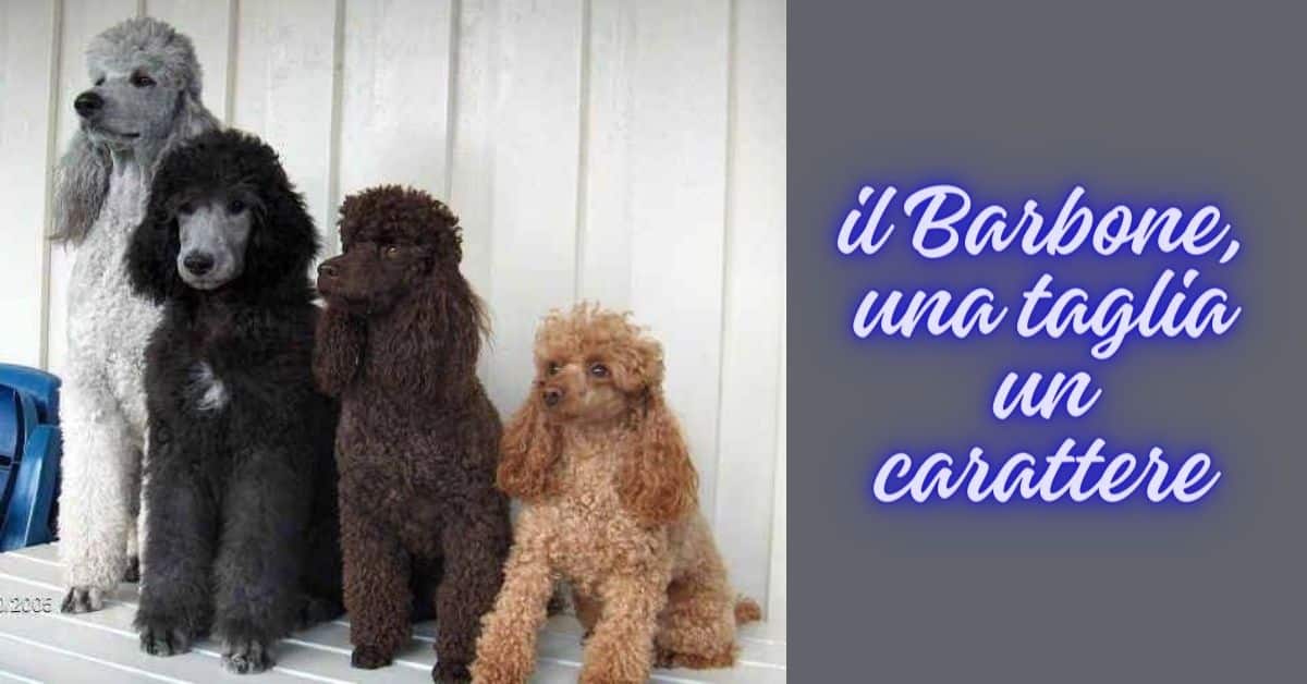Il Barbone, una taglia un carattere.