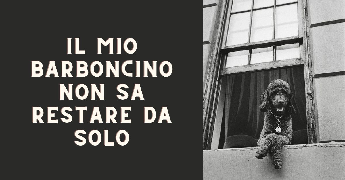 il barboncino no sa restare da solo
