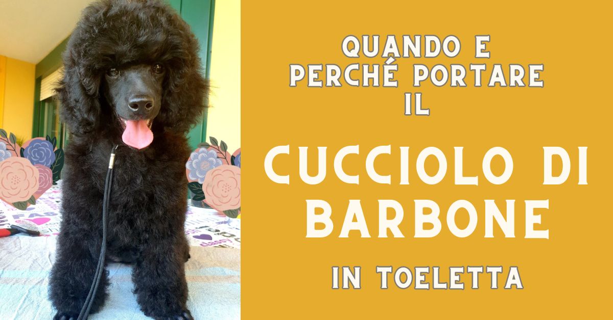 Quando portare un cucciolo di barboncino in toelettatura