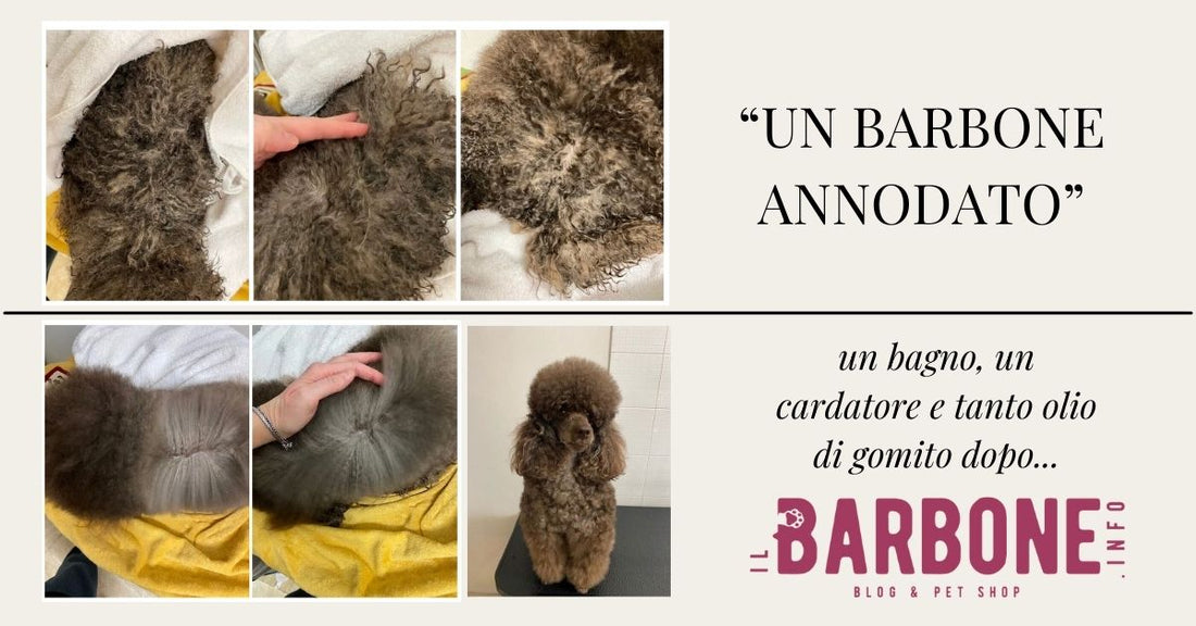 pelo annodato cane