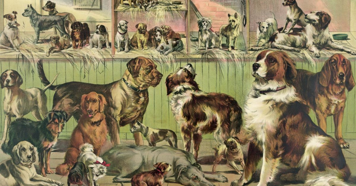 vintage-kennel-club-dogs