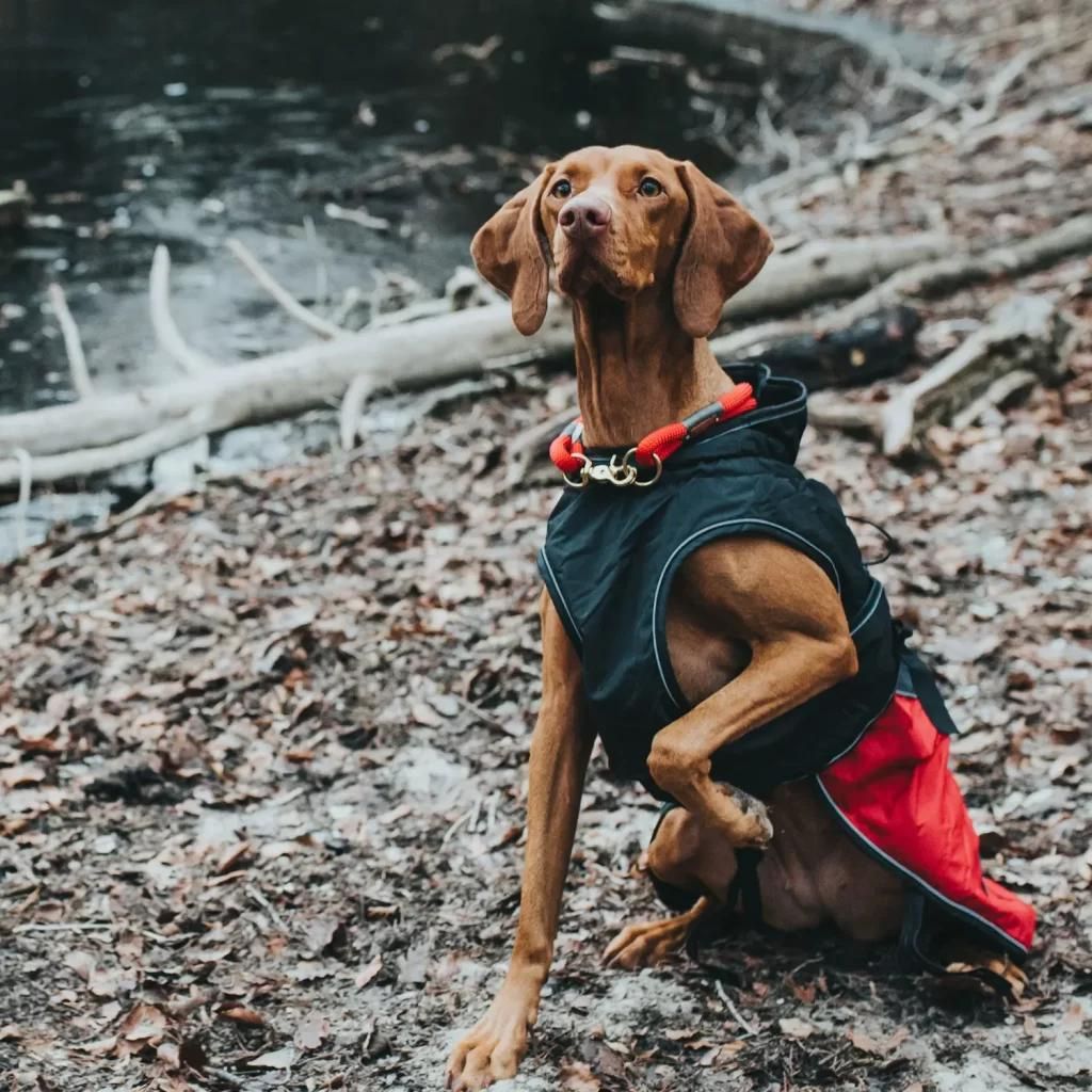 Abbigliamento per cani