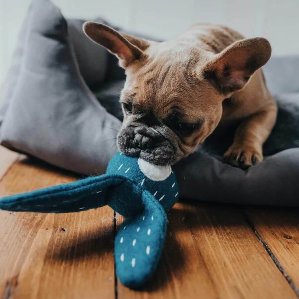 Giochi per cani
