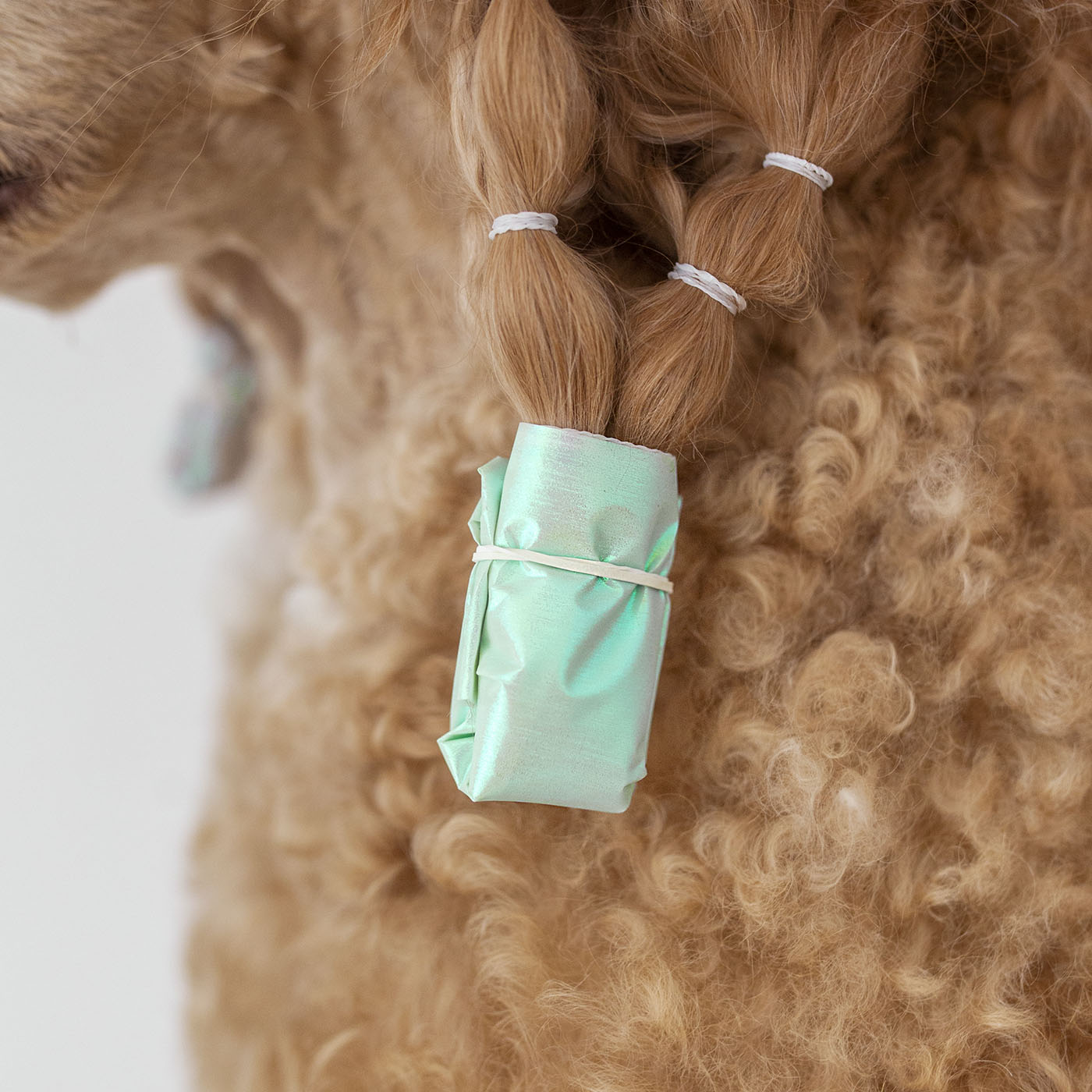 pacchetti per cani a pelo lungo
