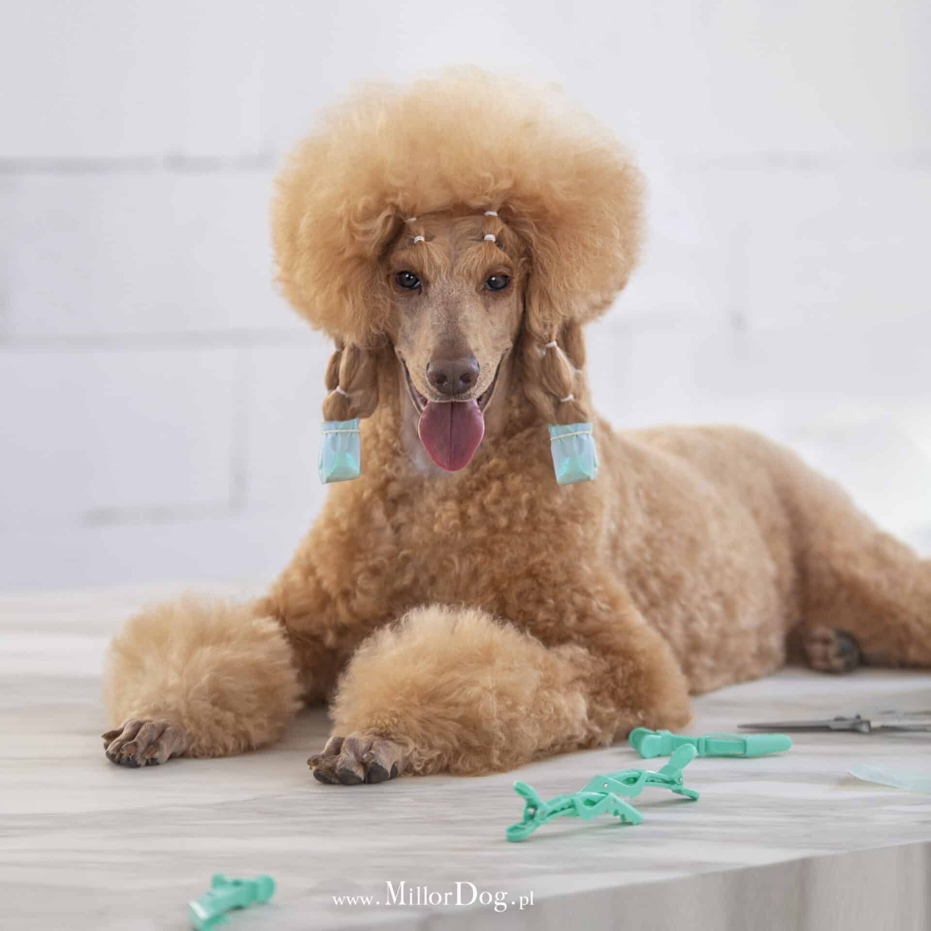 pacchetti cani expo
