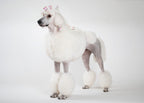 Involucri in plastica Show Tech per i pacchetti dei cani da Expo