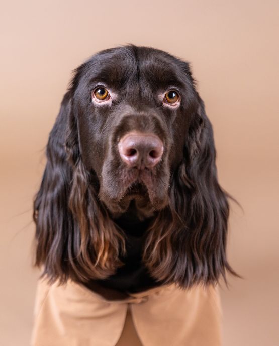 Impermeabile per cani a pelo lungo