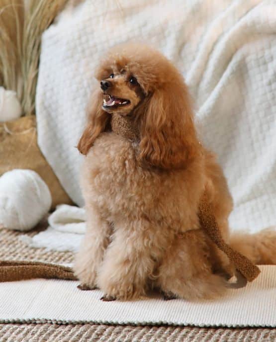 Collare Salvapelo per barboni e altri cani - Teddy