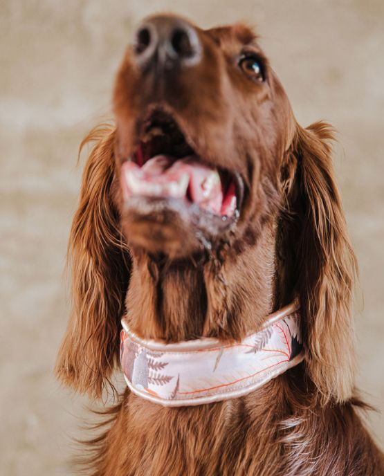 Collare Salvapelo per barboni e altri cani - Tokyo