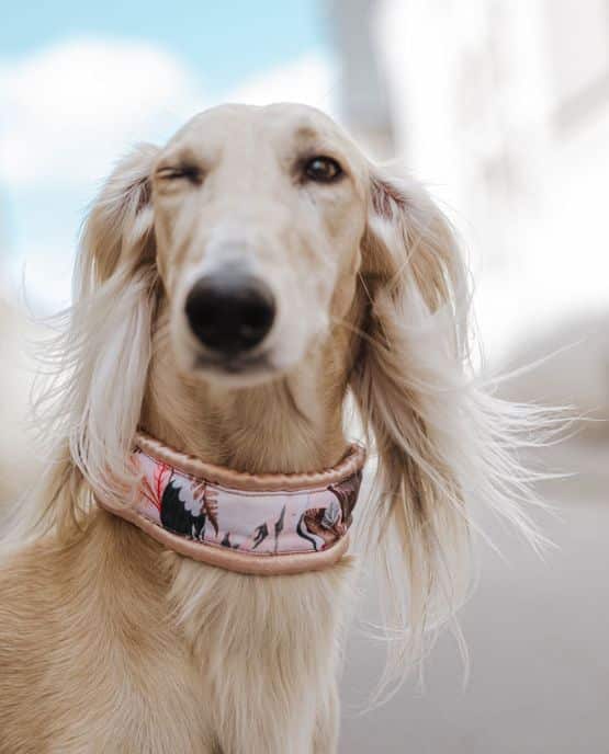 Collare Salvapelo per barboni e altri cani - Tokyo