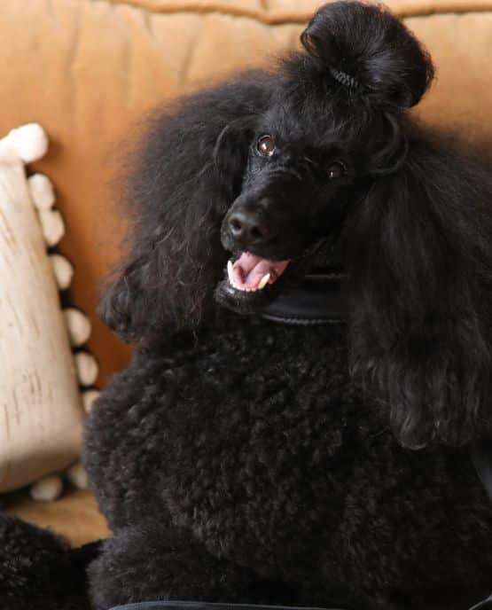 Collare Salvapelo per barboni e altri cani - Tuxedo