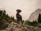 Cane con collare arancione ad alta visibilità