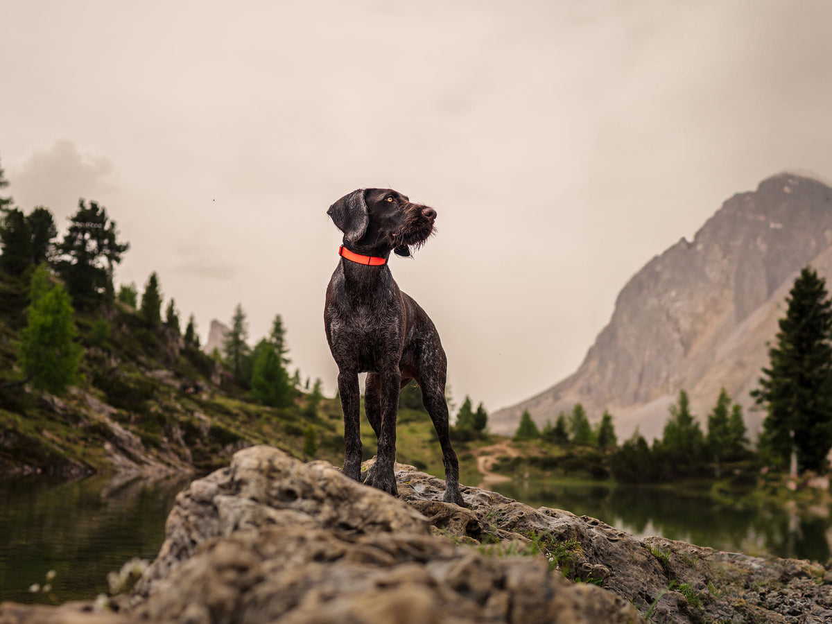 Cane con collare arancione ad alta visibilità