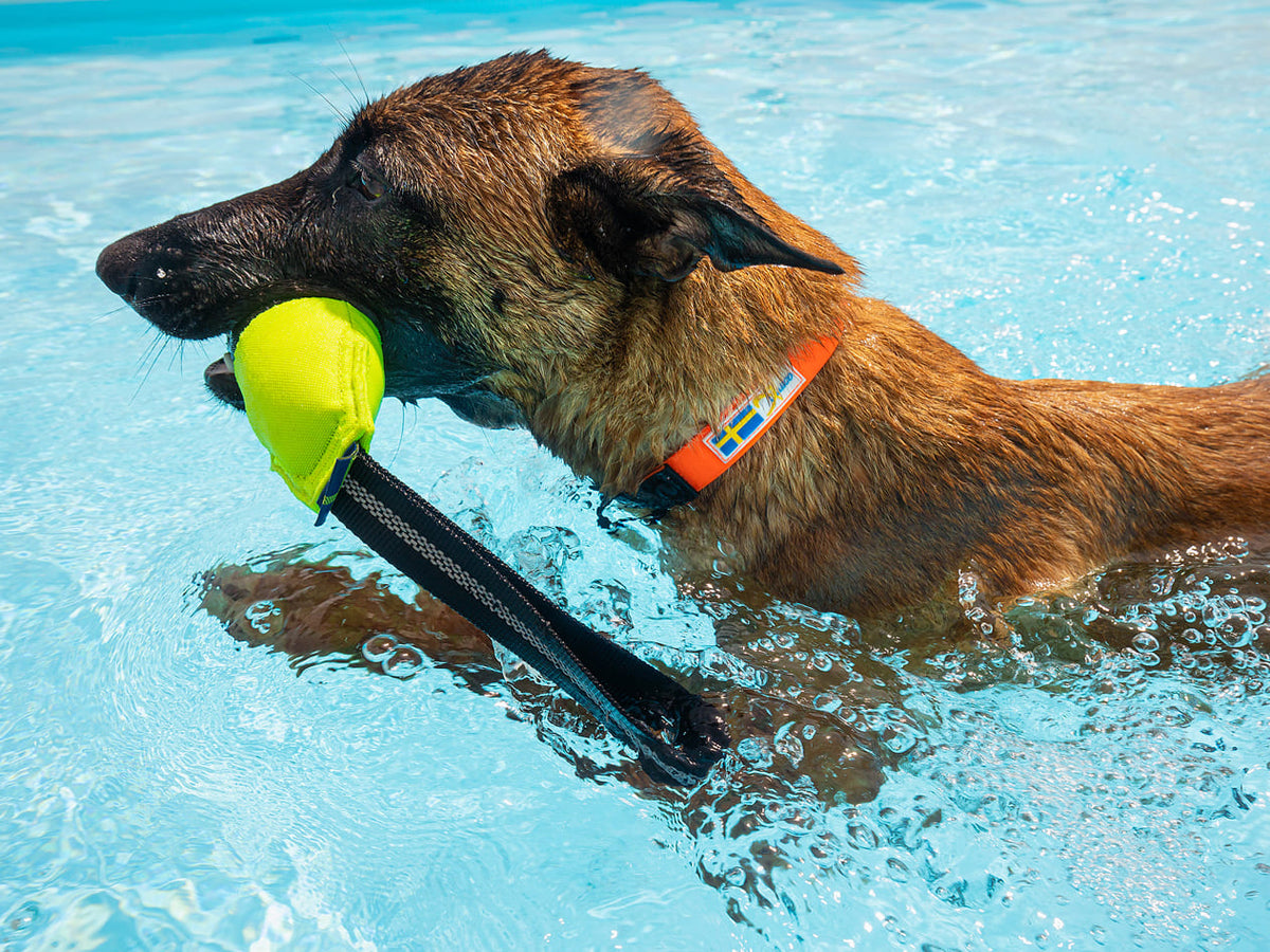 Collare impermeabile su cane che nuota