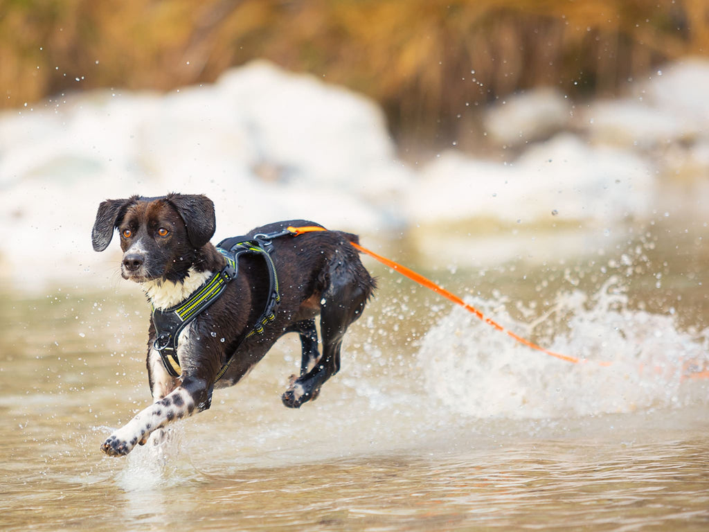 Cane che salta in acqua con pettorina e longhina