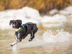 Cane che salta in acqua con pettorina e longhina
