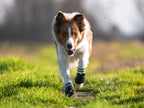 Cane che indossa le scarpette Tibesti
