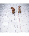 Lunghina per cani piccoli
