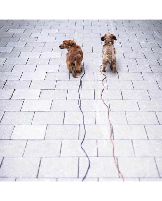 Lunghina per cani piccoli