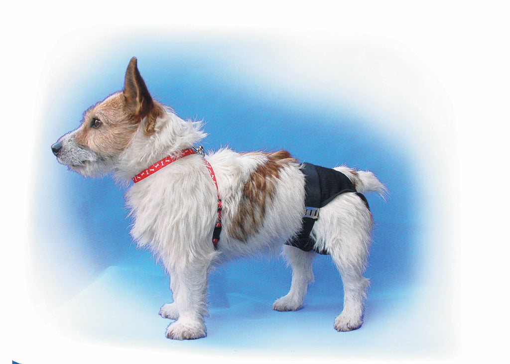 mutande per cani