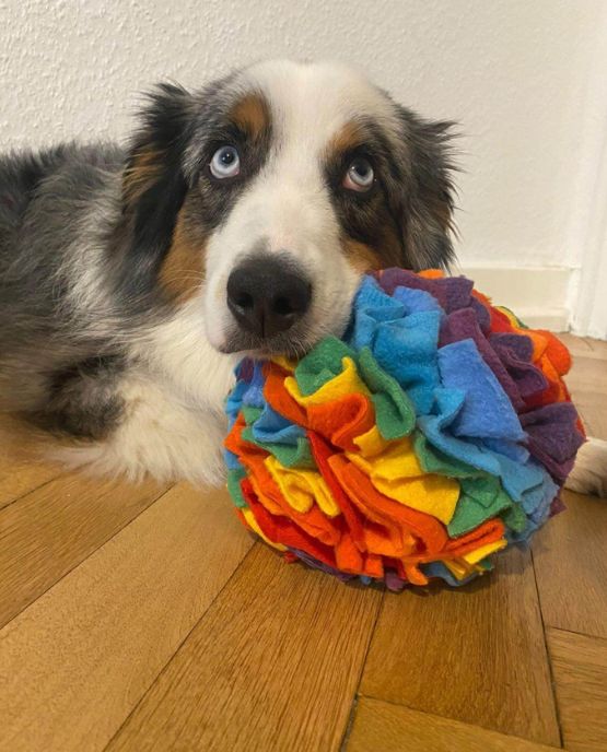Sniffball palle da sniffare per cani e gatti