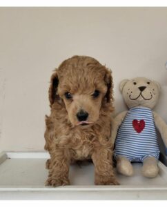 barboncino toy un mese