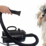 asciugare il cane con il soffiatore