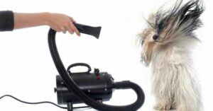 asciugare il cane con il soffiatore